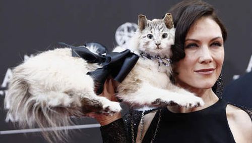 Un Chat Mort En Guise De Sac Ou Va T On Tendances 7sur7 Be