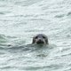 Utrecht in de ban van mysterieuze zeehond