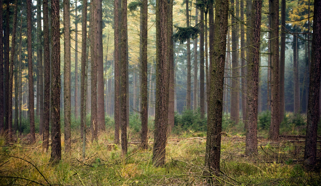 De bossen bij Hoog Soeren, kroondomein Het Loo. Beeld ANP 