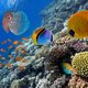 Koraalriffen in Belize herleven. Maar een nieuwe dreiging rukt op