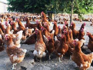 Nu ook vogelgriep vastgesteld in Limburg