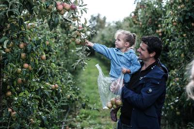 Verse appels plukken in de boomgaard van de Stokhorst in Groessen