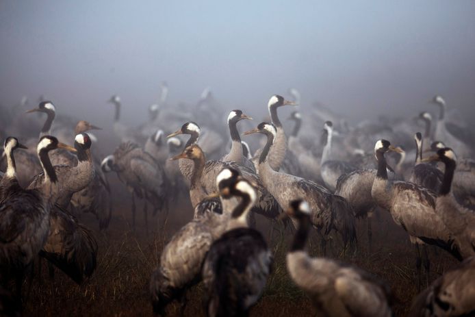 Kraanvogels in de Hula vallei in het noorden van Israël, archiefbeeld.