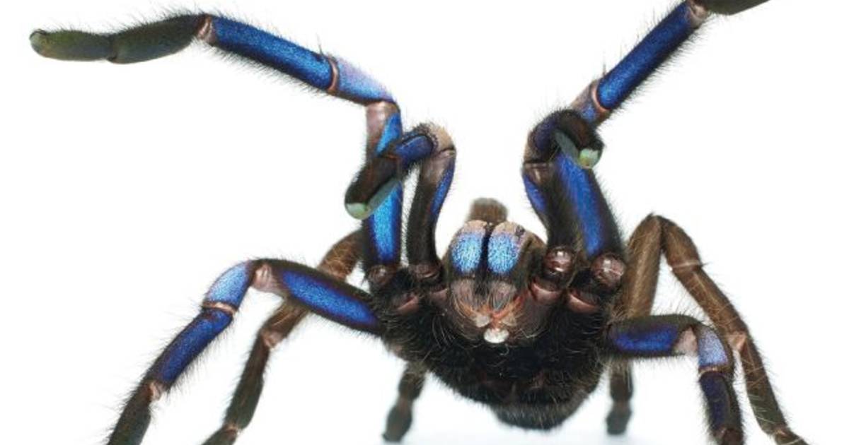 Discover the amazing new tarantula that shines in blue |  Science and the planet