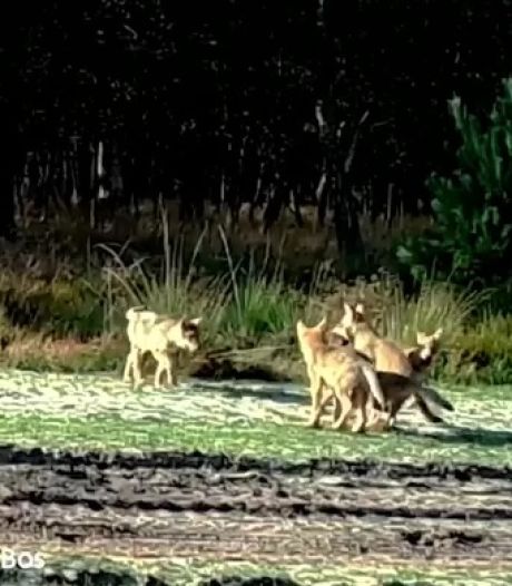 Un loup disparu dans le Limbourg pourrait avoir été empoisonné