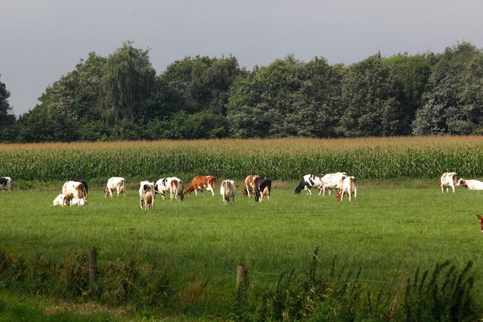 Twee derde van de Nederlandse grond wordt gebruikt voor landbouw, dus voor weilanden, akkers en maisvelden.