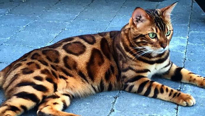 Thor the bengal shop cat