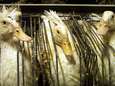 Nul ganzenkwekerijen in Brussel, maar toch is productie van foie gras er voortaan verboden