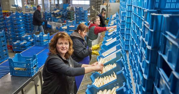 Het witte goud blijven we eten, maar nu gewoon thuis - BD.nl