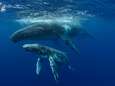 Wetenschappers maken zich op voor grootste expeditie ooit om walvisontlasting te onderzoeken. Dit is waarom
