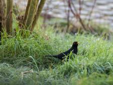 L’état de la nature en Europe toujours aussi inquiétant, selon l’agence européenne de l’environnement