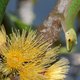 Natuur doet het beter zonder exotische planten: bijen en vlinders komen tevoorschijn