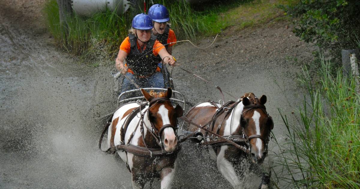 Uit de krant van 26 november 2016: Anderen iets leren is de eerste natuur van Heidi te Poele
