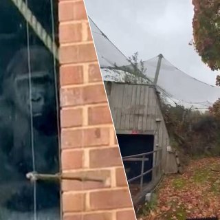 ▶ Britse ‘urban explorers’ vinden eenzame gorilla’s terug in gesloten dierentuin Bristol