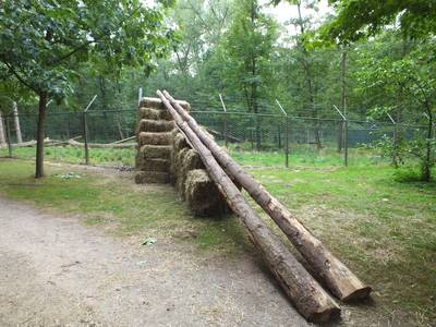 Brug moet ontsnapte wolf terug naar roedel brengen
