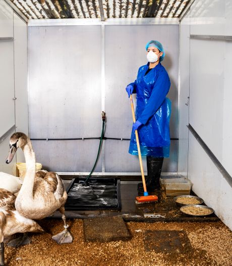 Ongekend drama door vogelgriep bij opvang: ‘Zo erg als nu hebben we nog nooit meegemaakt’