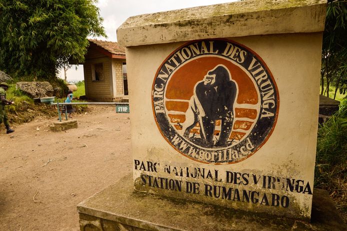 Een vijfde van de volledige oppervlakte van het Virungapark, waar een kwart van de nog levens berggorilla's zich huisvesten, wordt vrijgegeven voor boringen.