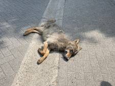 Le jeune loup qui rodait dans des zones résidentielles a été retrouvé mort à Zoersel