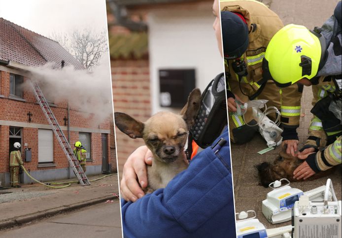 De brandweer kon de vrouw, die uit haar raam hing, op het nippertje redden met de ladder. Van haar drie hondjes kon slechts eentje gered worden, ondanks verwoede reanimatiepogingen van de brandweer.