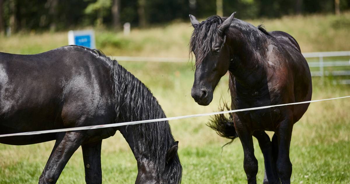 Overweldigen verstoring geboorte Arrestatie in lugubere paardenzaak Frankrijk | Buitenland | AD.nl