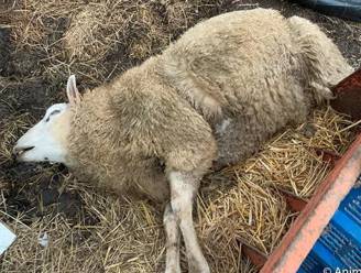 Effectieve celstraf voor veehouder die schapen en geiten bleef verwaarlozen: “Geen water, geen voedsel en overal parasieten”