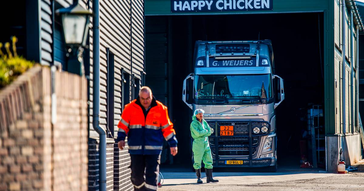 Wiltenburg ziet zijn pluimveebedrijf met 121.000 kippen voor derde keer geruimd: ‘Waardeloos en dram