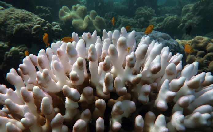 Verbleekt koraal in het Groot Barrièrerif in Australië.