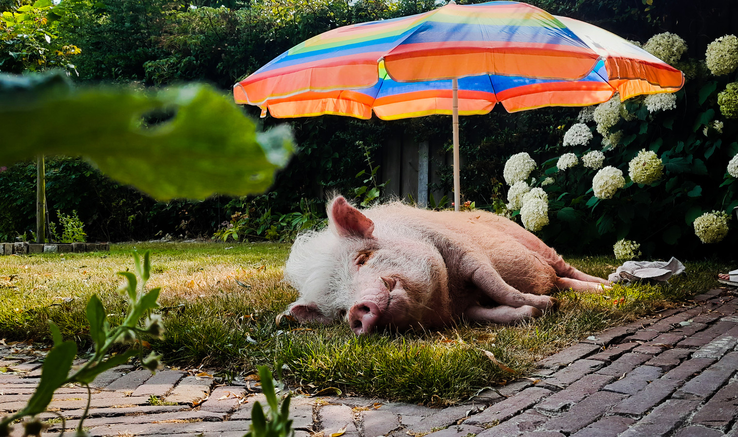 Nieuwsoverzicht Indrukwekkende erehaag voor slachtoffers