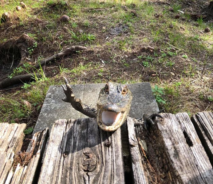 De kleine alligator lijkt te glimlachen en te wuiven naar de vrouw.