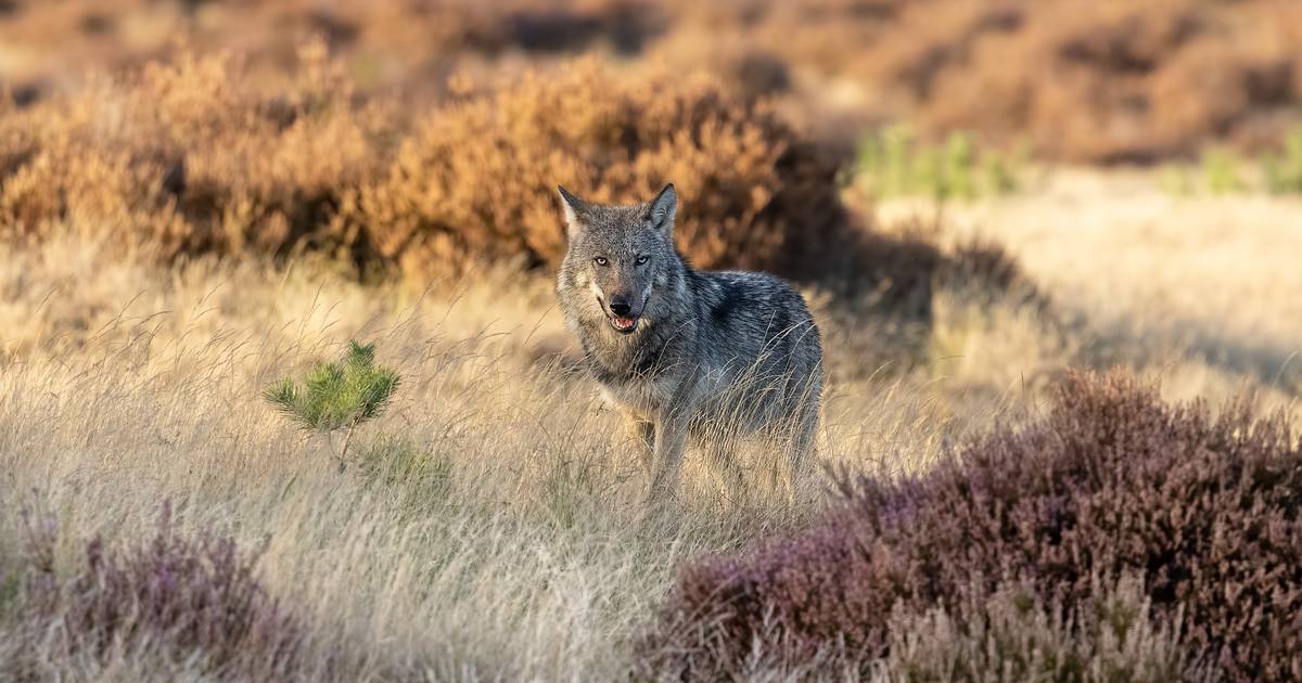 Mogelijk wolf aangereden in Ede, maar dier is spoorloos.