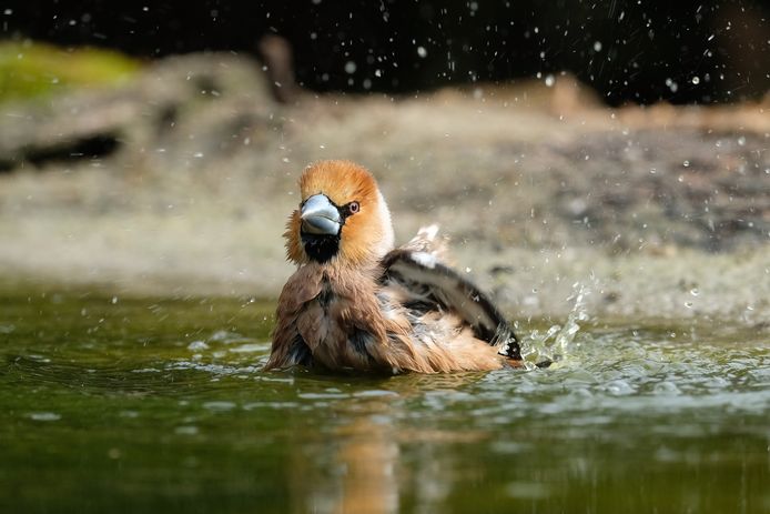Badderende appelvink