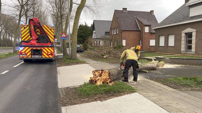 De boom op een oprit langs de Damse Vaart-Zuid in Sint-Kruis.