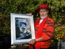Oud-verzorger Marjo Hoedemaker over ‘zijn’ chimpansees: ‘Ik ben hier mijn hele leven bang voor geweest’