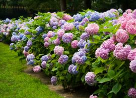Bonte hortensia’s? Zó kun je de kleur van de bloemen beïnvloeden