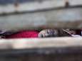 Gruwelijk: kinderlijkjes opeengestapeld in truck na dodelijke luchtaanval op school