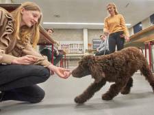 Middelbare school in Oss heeft een schoolhond: ‘Hond heeft positieve invloed op algemene ontwikkeling’