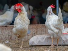 Vogelgriep op pluimveebedrijf in Uden: 46.000 kippen worden geruimd