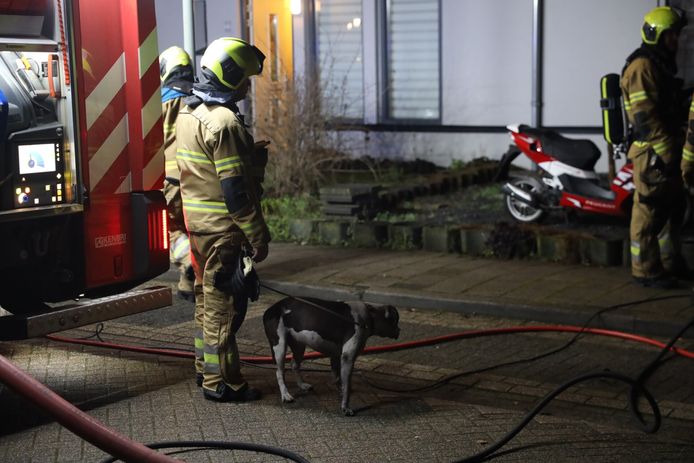 Een hond moest door de brandweer uit het huis aan de Dufourstraat in Boxtel worden gered. Medewerkers van de dierenambulance keken het dier na.