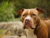 Insuline maakt pas na een uur einde aan het leven van hond Macho: ‘Gruwelijk om dat je huisdier aan te doen’