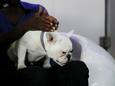 Franse bulldog Raphael krijgt een massage van Watson Mpala, een werknemer van SuperWoof.
