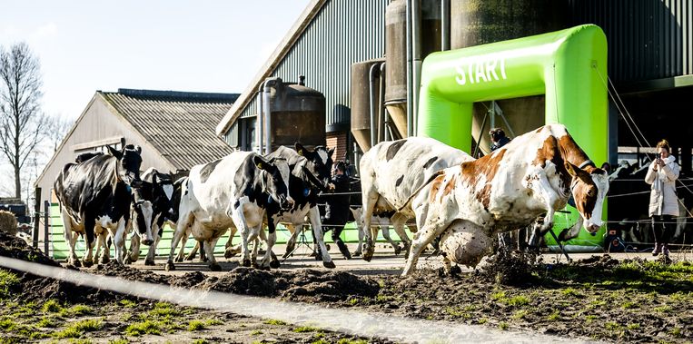 FrieslandCampina tidak menyukainya, tetapi memiliki skenario pengurangan ternak yang siap pakai