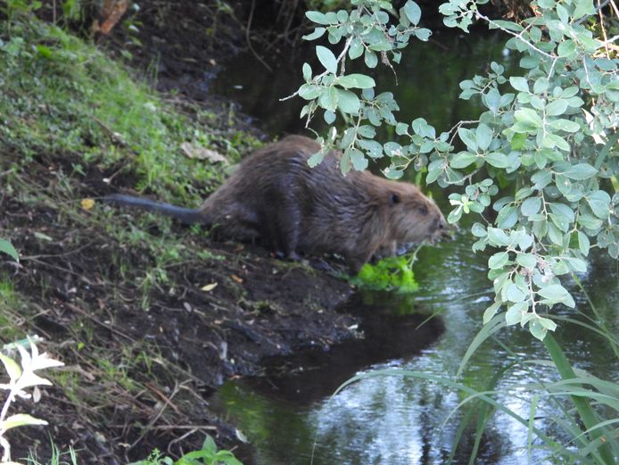 Een van de bevers drinkt uit de Regge.