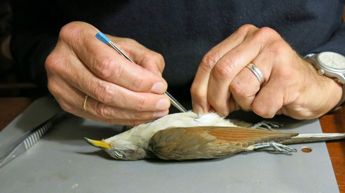 De geelsnavelkoekoek está registrado en de collectie van het Natuurhistorisch Museum Rotterdam.