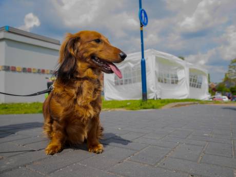 Twee maanden cel voor Enschedeër W. (47) na inbraak en diefstal hond van ex-vriendin