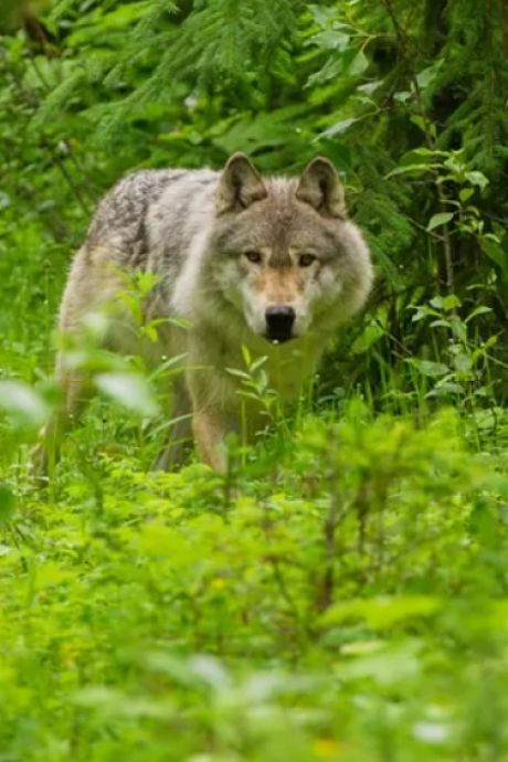 Une femme attaquée par un loup en Italie lors d’une promenade avec son chien