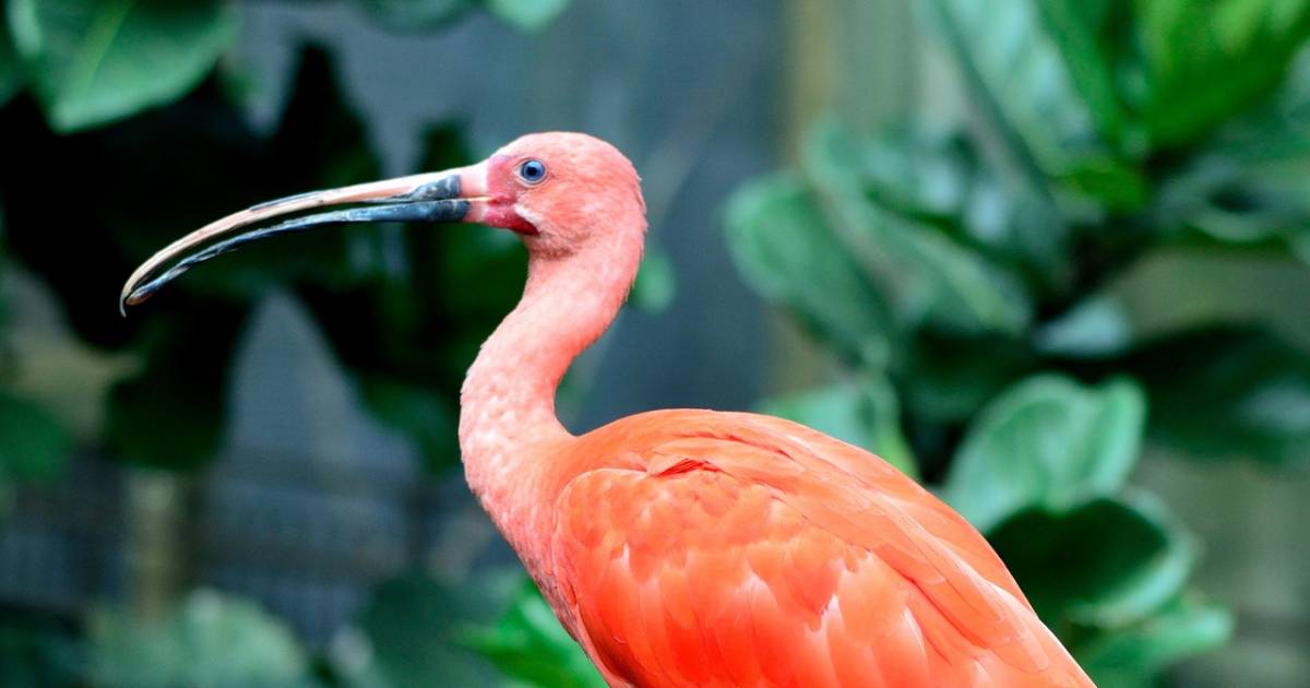 Vreemde Vogel Op Terras Brandweer Vangt Ibis In Molenbeek Brussel Hln Be