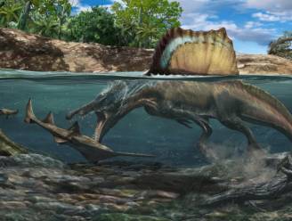 Grootste vleesetende dino was een echte zwemmer, blijkt uit nieuwe studie