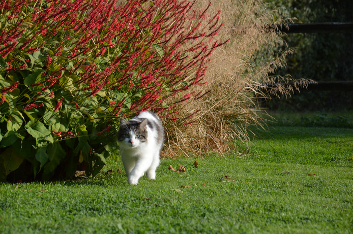 Kattenoverlast tuin