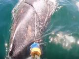 Sauvetage d’une baleine en détresse emmêlée dans une ligne de pêche