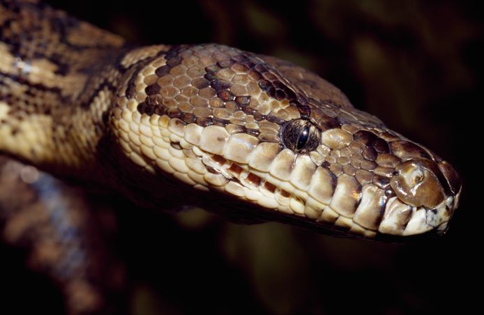 Zwitserse politie ontdekt 2,5 meter lange python in autokoffer | Bizar ...